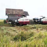 Bupati Muara Enim dan Wabup Panen Raya Padi IP 200 di Desa Tanjung Jati Bupati Muara Enim dan Wabup Panen Raya Padi IP 200 di Desa Tanjung Jati