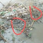 Sungai Enim di Ex Jembatan Besi PTBA Penuh Sampah dan Biawak Sungai Enim di Ex Jembatan Besi PTBA Penuh Sampah dan Biawak