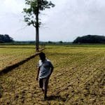 13 Ribu Hektar Sawah di Musi Rawas Terancam Kekeringan 13 Ribu Hektar Sawah di Musi Rawas Terancam Kekeringan