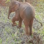 Terjerat Tali Nilon, Anak Gajah di Siak Luka Parah Terjerat Tali Nilon, Anak Gajah di Siak Luka Parah