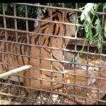 Bikin Resah Harimau Ditangkap, Gubernur Himbau Petani Aktif Lagi