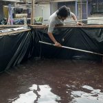 Membudidayakan Ikan Lele di Lahan Kosong Membudidayakan Ikan Lele di Lahan Kosong