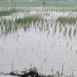 Dihantui Banjir, Petani Padi Terancam Gagal Panen Dihantui Banjir, Petani Padi Terancam Gagal Panen