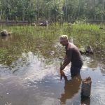 Sawah terendam Banjir Pemda Berikan Bantuan Benih