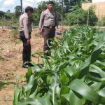 Terinspirasi Kampung Tangkal COVID-19, Polsek Sekayu Manfaatkan Lahan Kosong