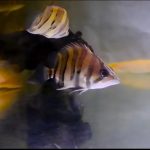 Tiger Fish Ikan Pembawa Berkah di Sungai Lalan