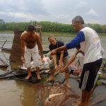 Warga Lepas Ikan Pari Raksasa, Bupati DRA: Komitmen Muba Jaga Biota Sungai Warga Lepas Ikan Pari Raksasa, Bupati DRA: Komitmen Muba Jaga Biota Sungai