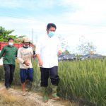 Listrik Masuk Sawah Akan Dongkrak Produksi Pangan Sumsel Listrik Masuk Sawah Akan Dongkrak Produksi Pangan Sumsel