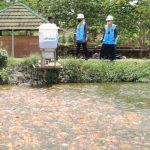 VIDEO! PLN Dongkrak Budidaya Ikan Nila di Kalasan