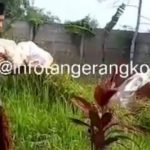 VIDEO! Pindahkan Ratusan Makam di Tangerang, Warga Seru Ramai Bopong Jenazah dari Dalam Kuburan