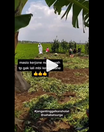 VIDEO Viral Reaksi Sejumlah Ibu Petani Shalat di Sawah Usai Dengar Adzan