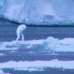 Ada Makhluk Misterius Muncul di Antartika, Ini Penampakannya