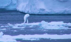 Ada Makhluk Misterius Muncul di Antartika, Ini Penampakannya