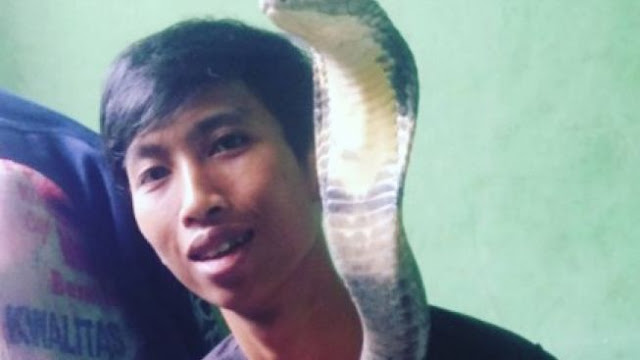 Alprih Priyono, Eks Asisten Panji Petualang Meninggal Dipatuk Baby King Kobra