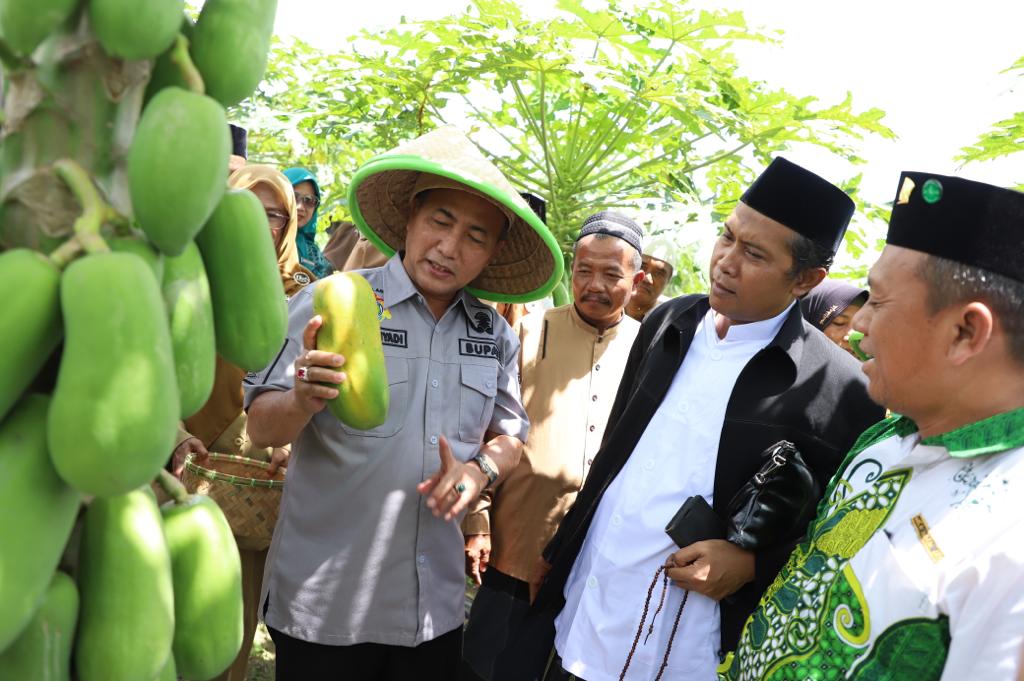 Panen Kates Kalifornia Hingga Cabai Merah di Tungkal Jaya