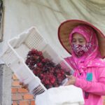 Lewat Usaha Rosella, Perempuan Berdaya Bersama PTBA