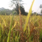 Petani Tanjung Raja Rasakan Manfaat Pupuk Organik dari Bukit Asam Petani Tanjung Raja Rasakan Manfaat Pupuk Organik dari Bukit Asam