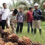 Wahai Petani Kebun Sawit Simak Kata Pj Bupati Muba Agar Harga Buah Sawit Dihargai Tinggi