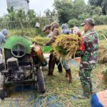 Panen Padi, Momen Kebersamaan Rakyat dan TNI Panen Padi, Momen Kebersamaan Rakyat dan TNI