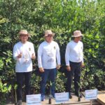 Kolaborasi dengan Pemerintah, Bukit Asam (PTBA) Ikut Aksi Tanam Mangrove Kolaborasi dengan Pemerintah, Bukit Asam (PTBA) Ikut Aksi Tanam Mangrove