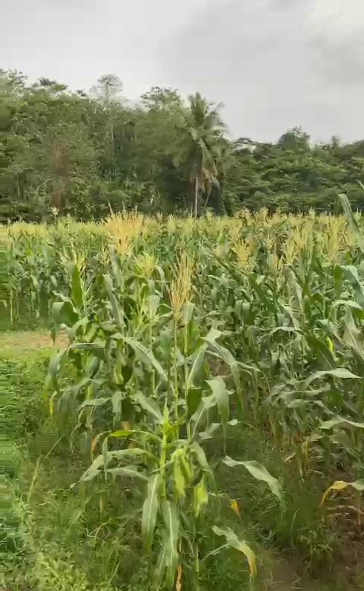 C247D56C 636C 4855 B7D9 314C4117D143