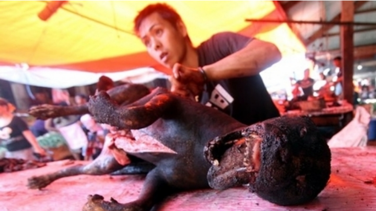 Konsumsi Daging Anjing di Jateng Tembus 13 Ribu Ekor per Bulan, Aturan Dinilai Tidak Jelas