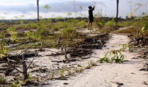 WALHI Kalimantan Tengah Tinjau Food Estate Gunung Mas: Singkong Tumbuh Sejengkal, Jagung Kering