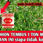 Resep dan  Cara Membuat Pupuk Organik Perangsang Buah Lebat Tanaman Cabai