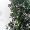 Tanggapi Laporan Masyarakat, PLN ULP Baturaja Sigap Atasi Gangguan Kelistrikan