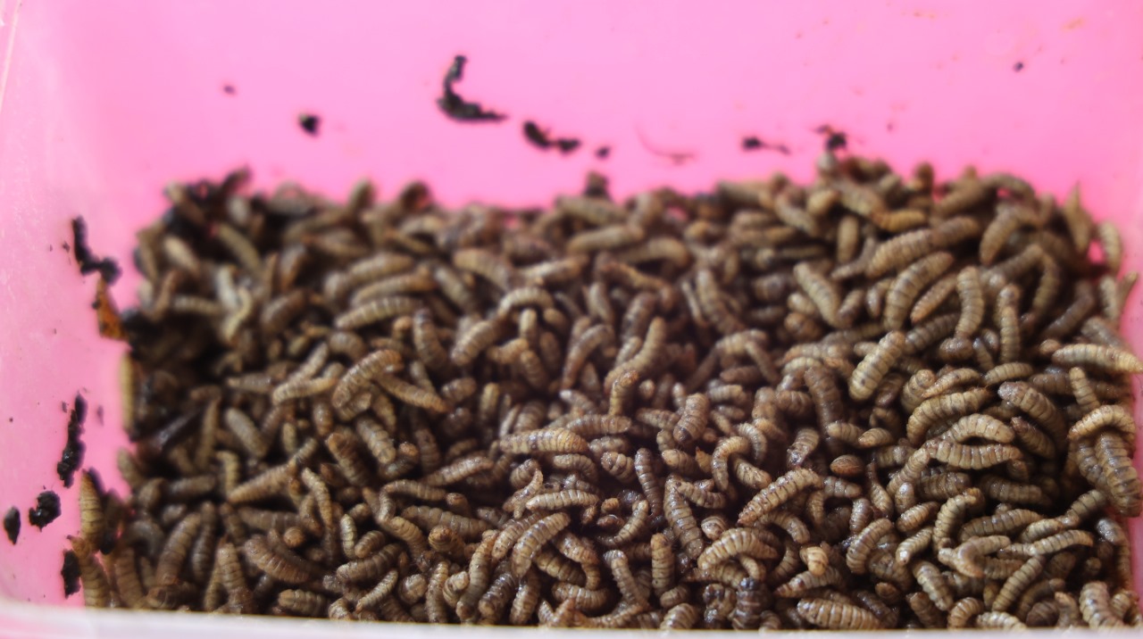 Ciptakan Peluang Usaha, Bukit Asam (PTBA) Gelar Pelatihan Budidaya Maggot