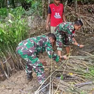 Satgas TMMD 122 Kodim 0914/TNT Bersama warga Melaksanakan Penyortiran Pohon Manggrove Satgas TMMD 122 Kodim 0914/TNT Bersama warga Melaksanakan Penyortiran Pohon Manggrove