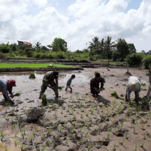 Satgas TMMD 122 Kodim 0914/TNT Bantu Penanaman Padi Sawah Bersama Warga di Titik Sasaran Satgas TMMD 122 Kodim 0914/TNT Bantu Penanaman Padi Sawah Bersama Warga di Titik Sasaran
