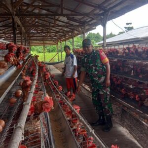 Satgas TMMD 122 Komsos Dengan Peternak Ayam Petelur Satgas TMMD 122 Komsos Dengan Peternak Ayam Petelur
