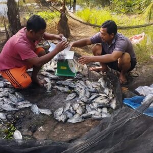 H-1 Puasa RT 04 RW 01 Kelurahan Handayani Mulia Bagikan Ratusan Paket Ikan Nila Keseluruhan Warga H-1 Puasa RT 04 RW 01 Kelurahan Handayani Mulia Bagikan Ratusan Paket Ikan Nila Keseluruhan Warga