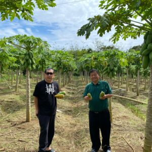 Nanan Anggota DPR RI FPKB Kunjungi Perkebunan Pepaya California di Lubuklinggau