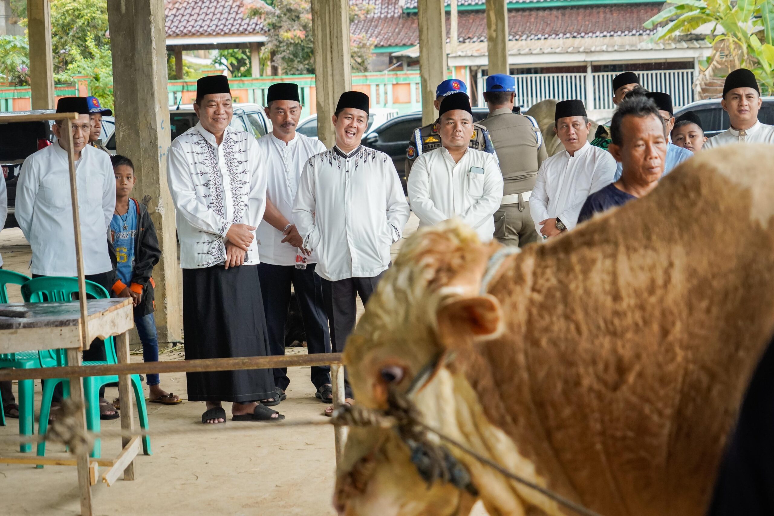 Warga Muba Sembelih Sapi Qurban dari Presiden Prabowo Subianto