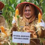 Wabup Hj Sumarni Panen Raya Jagung Hibrida di Desa Pulau Panggung, Semende Darat Laut