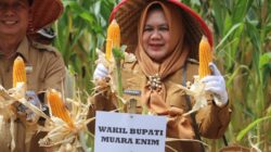 Wabup Hj Sumarni Panen Raya Jagung Hibrida di Desa Pulau Panggung, Semende Darat Laut