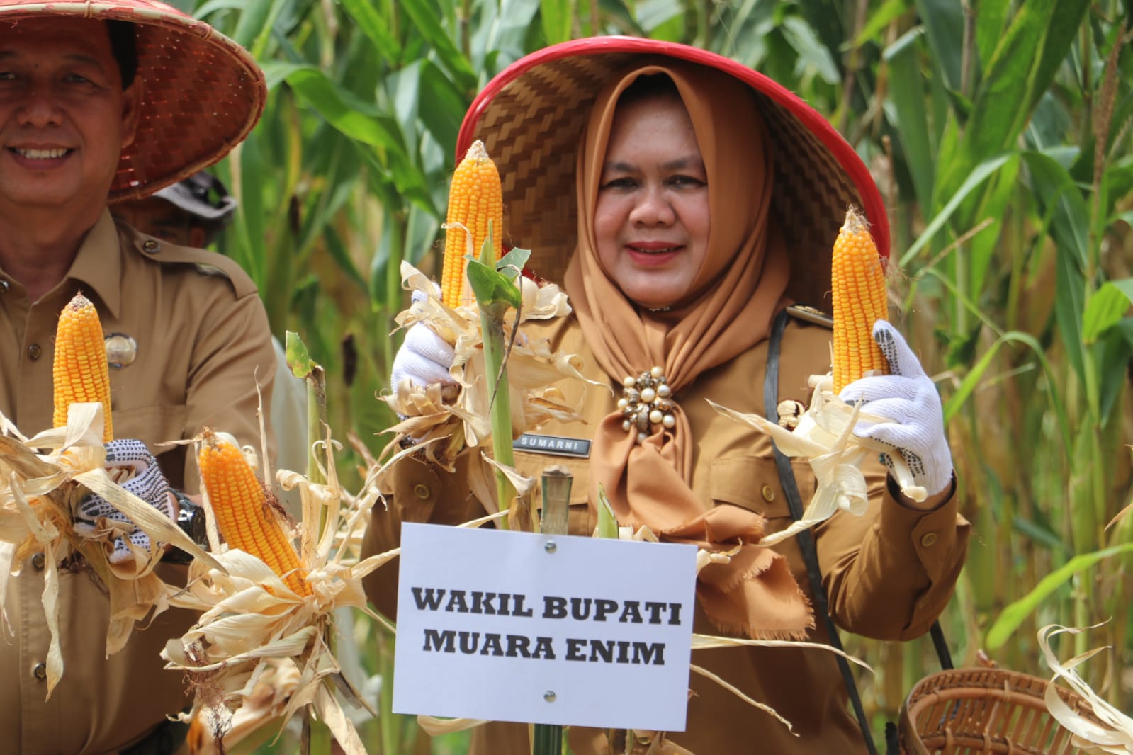 Wabup Hj Sumarni Panen Raya Jagung Hibrida di Desa Pulau Panggung, Semende Darat Laut