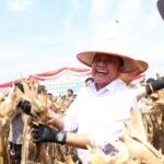Gubernur Herman Deru Apresiasi Polda Sumsel Panen Raya Jagung 8 Ton/hektar Dukung Ketahanan Pangan Nasional