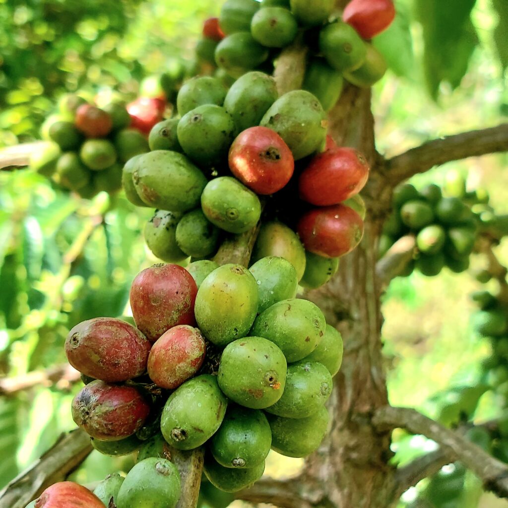 Kopi Robusta "Harapan Baru" - Kisah Kami, Petani Sawahlunto bersama Bukit Asam PTBA