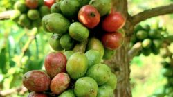Kopi Robusta "Harapan Baru" - Kisah Kami, Petani Sawahlunto bersama Bukit Asam PTBA