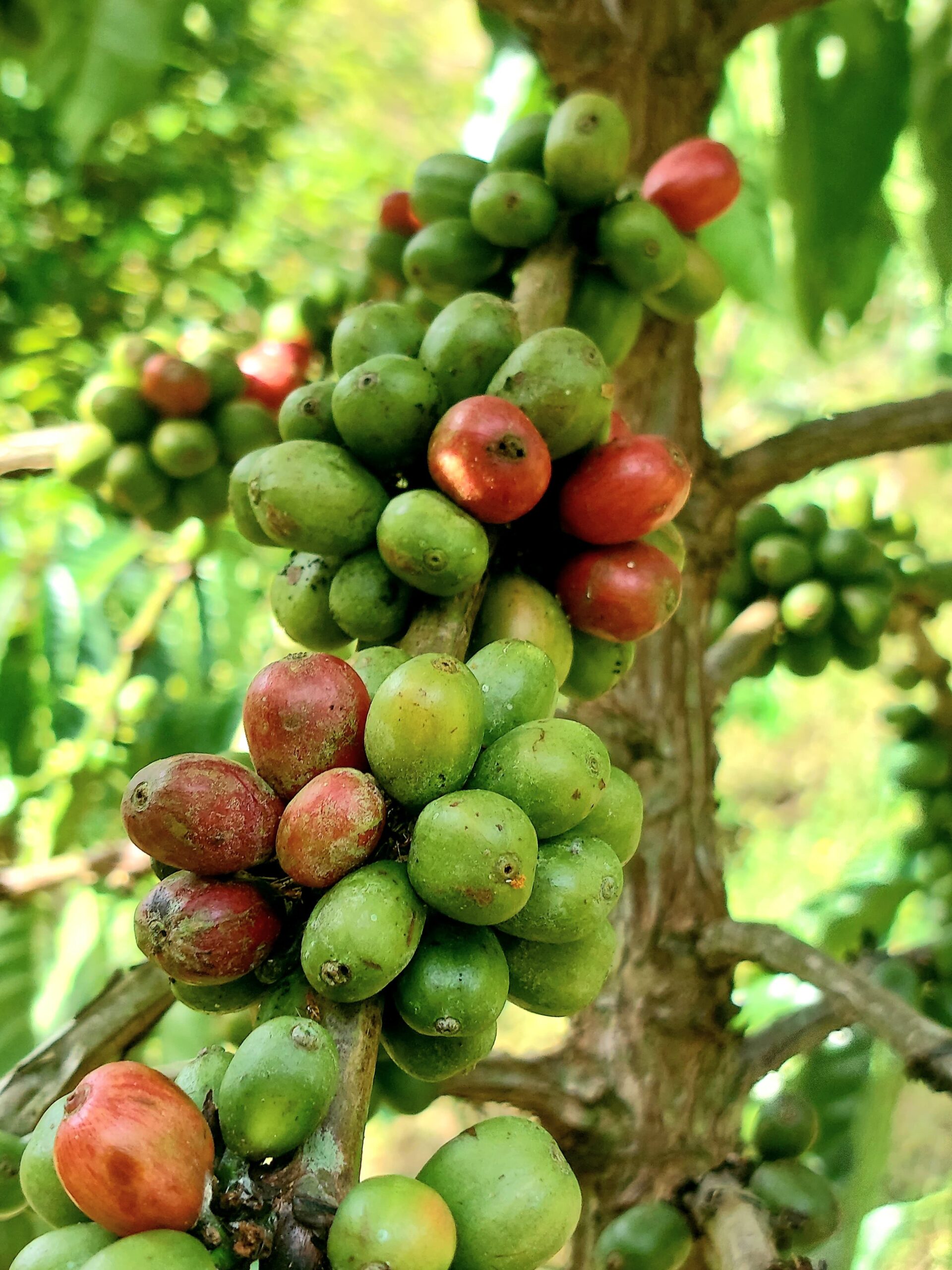 Kopi Robusta "Harapan Baru" - Kisah Kami, Petani Sawahlunto bersama Bukit Asam PTBA
