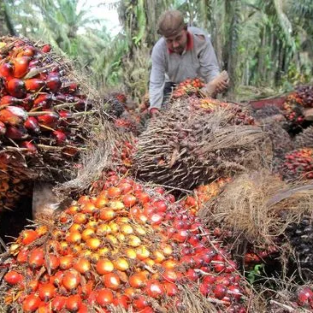 Pemerintah Siapkan Hilirisasi Teknologi Kelapa Sawit Lewat Skema Bisnis Petani