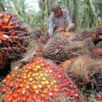 Pemerintah Siapkan Hilirisasi Teknologi Kelapa Sawit Lewat Skema Bisnis Petani