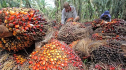 Pemerintah Siapkan Hilirisasi Teknologi Kelapa Sawit Lewat Skema Bisnis Petani