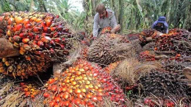 Pemerintah Siapkan Hilirisasi Teknologi Kelapa Sawit Lewat Skema Bisnis Petani