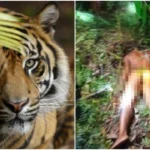 Tragis!! Operator Alat Berat Tewas Diterkam Harimau Sumatera Saat Buang Air Besar