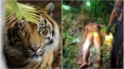 Tragis!! Operator Alat Berat Tewas Diterkam Harimau Sumatera Saat Buang Air Besar