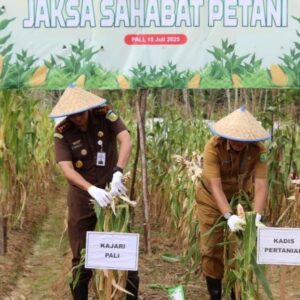 Kejari PALI Panen Jagung Bareng Petani, Dukung Ketahanan Pangan Lewat Program “Jabat Tani”